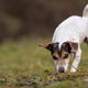 Image for article titled Dog Takes Pilgrimage To Holy Site Where It Once Found Rotisserie Chicken On Side Of Road